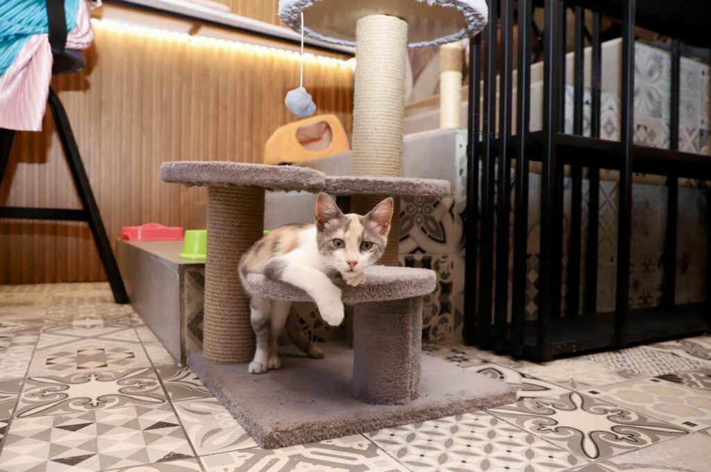 Semnalele discrete prin care pisica poate ascunde o afecțiune gravă. Când recomandă specialiștii consultul veterinar