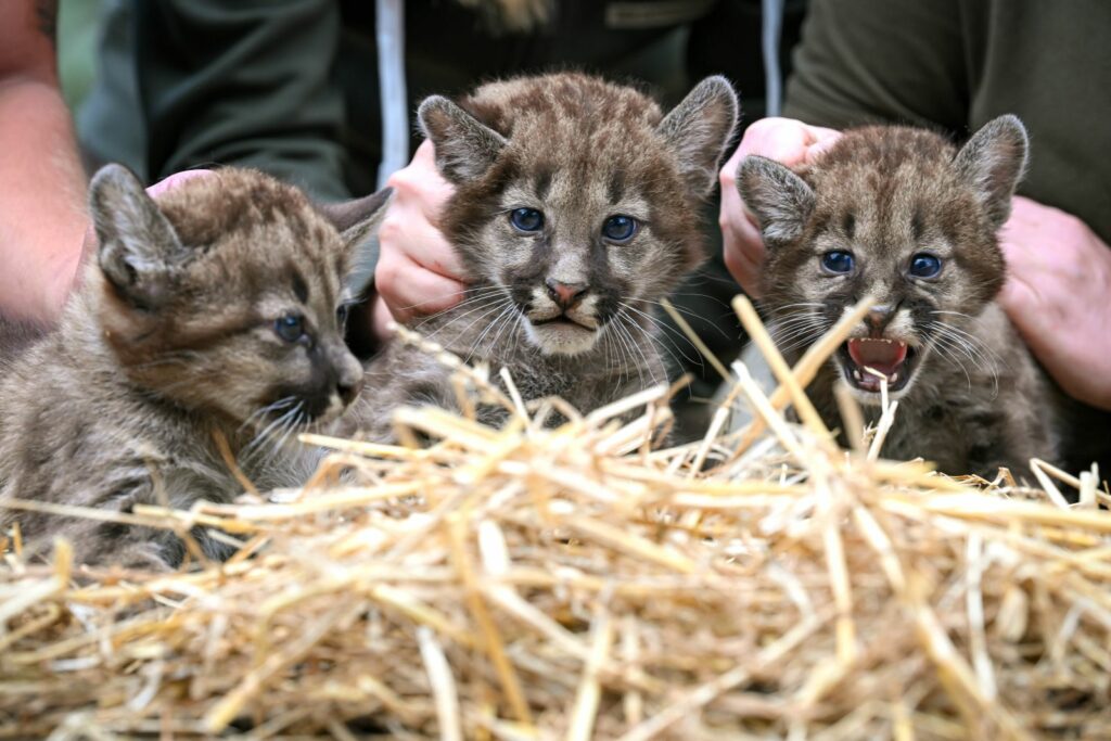 Trei pui de pumă au venit pe lume într-o grădină zoologică din Germania. Vizitatorii sunt invitați să le aleagă numele