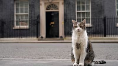 Pisica Larry rămâne șefa în Downing Street. Premierul UK nu își aduce câinele Axel la reședință