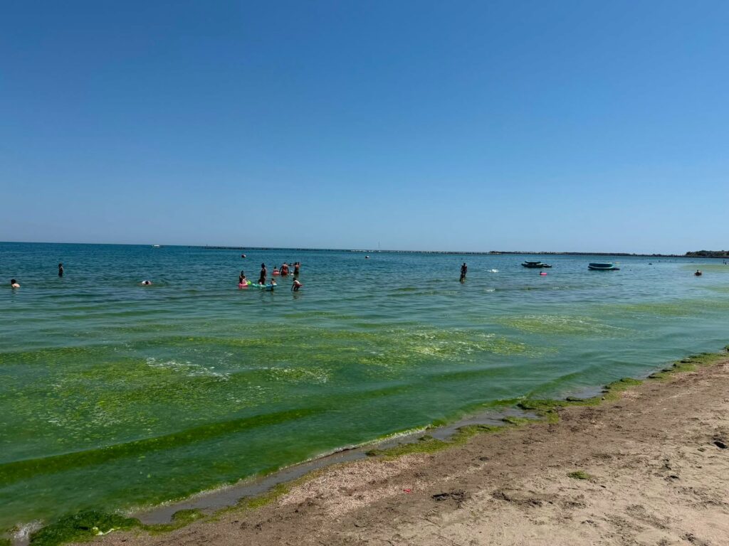Au apărut algele pe litoralul românesc. Cum intervin echipajele de la Apele Române