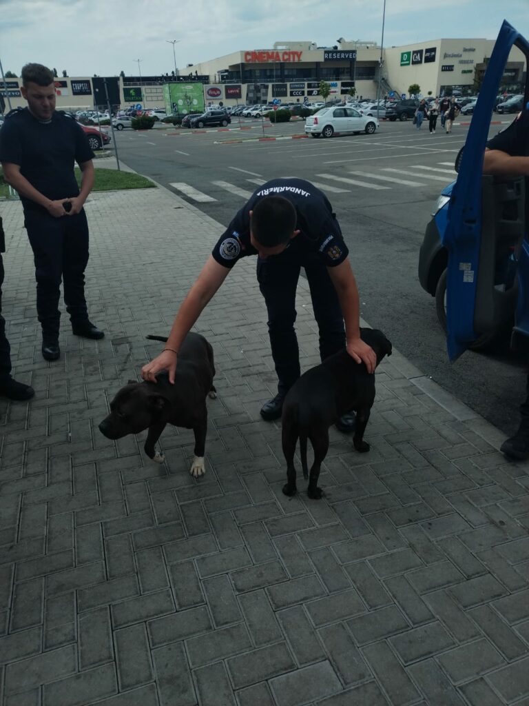 Alertă în Galați: doi câini amstaff liberi în parcarea unui mall