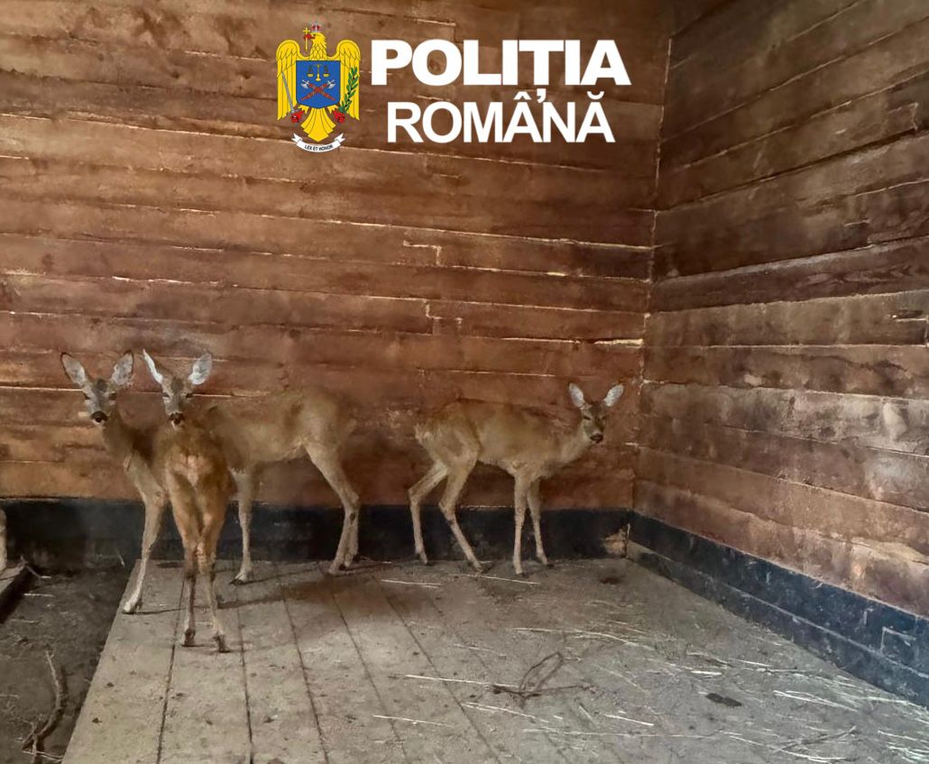 Căprioare braconate, salvate de poliția Sibiu și duse la Zoo