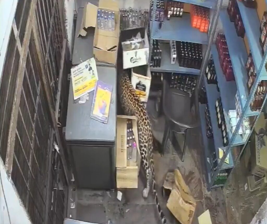 Scene rare și șocante. Un leopard a intrat într-un magazin și a atacat violent personalul