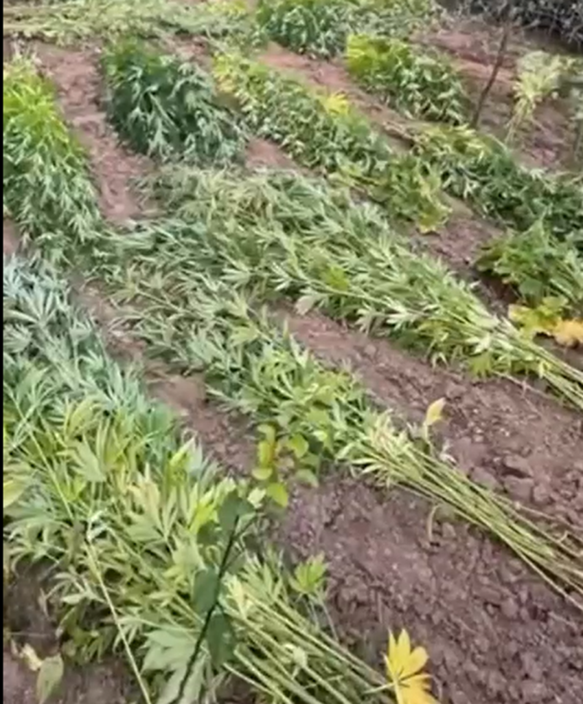 Bărbat din Olt, care a cultivat aproximativ canabis printre porumb și viță de vie, reținut