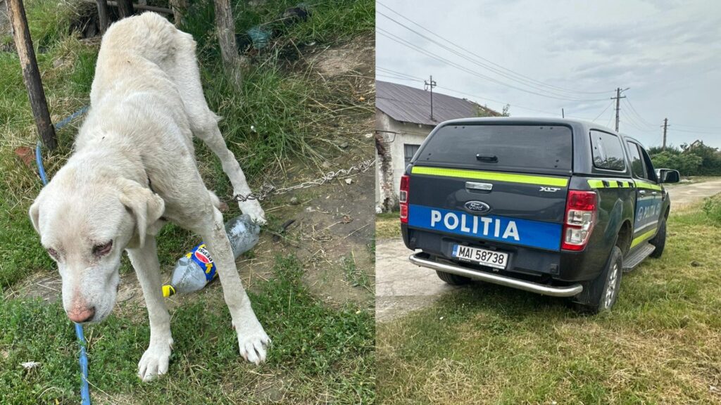 Amendă usturătoare pentru un bărbat din Caraș-Severin care și-a neglijat câinele