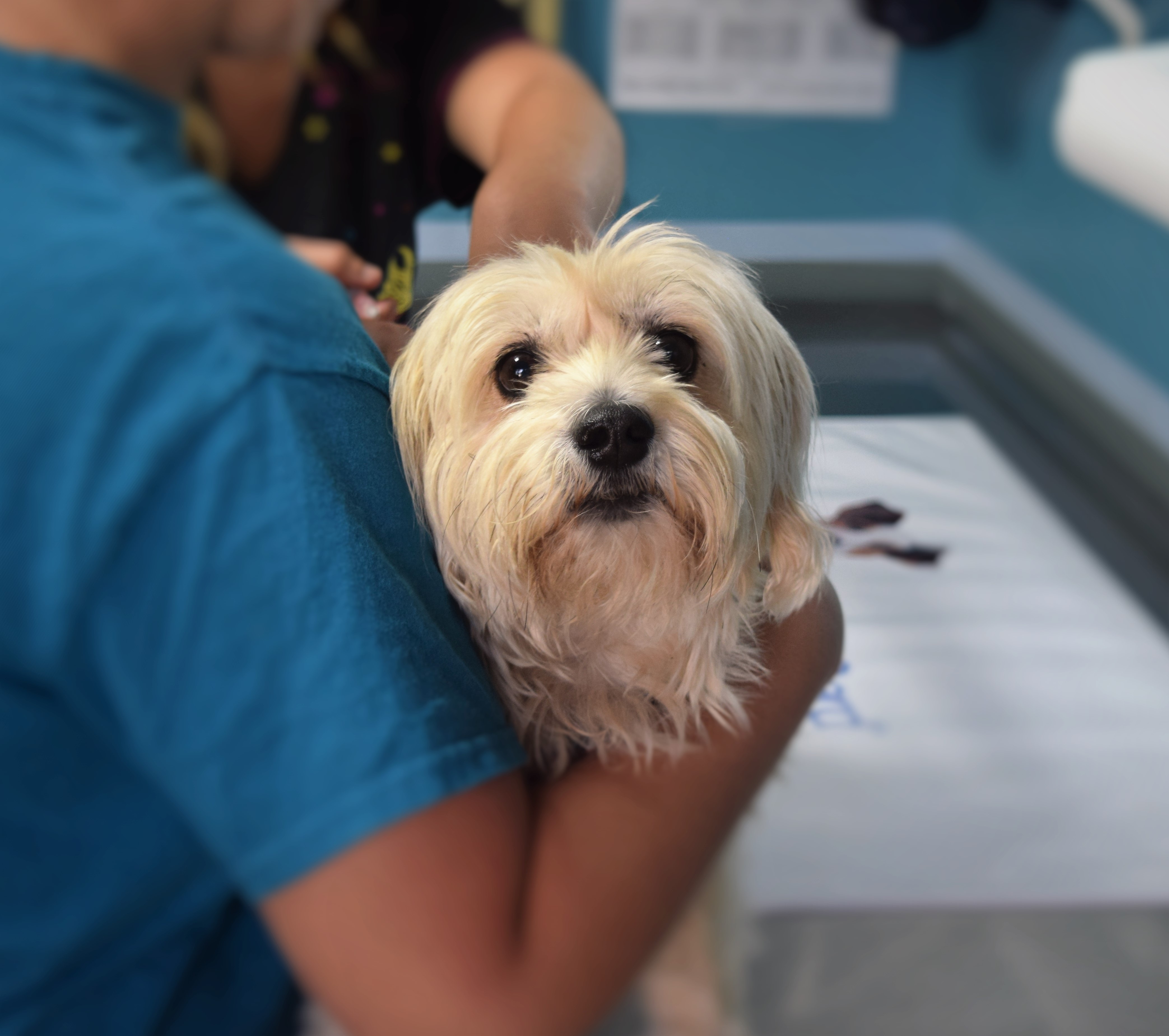Bordeaux: veterinari voluntari îngrijesc animalele evacuaților din Gironde