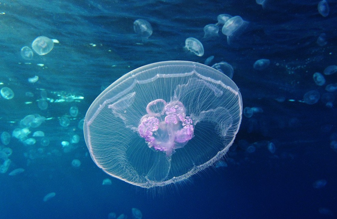 Meduzele, un pericol crescând pe plajele europene