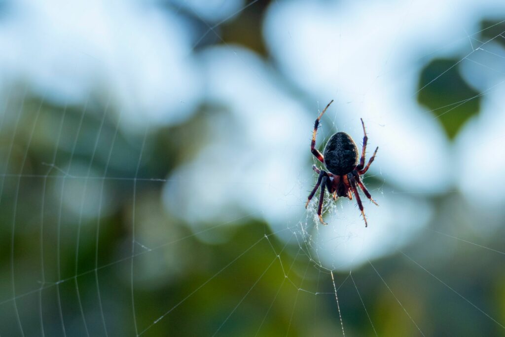 Păianjenul care aleargă mai repede decât un om. Specia campioană vine din Australia