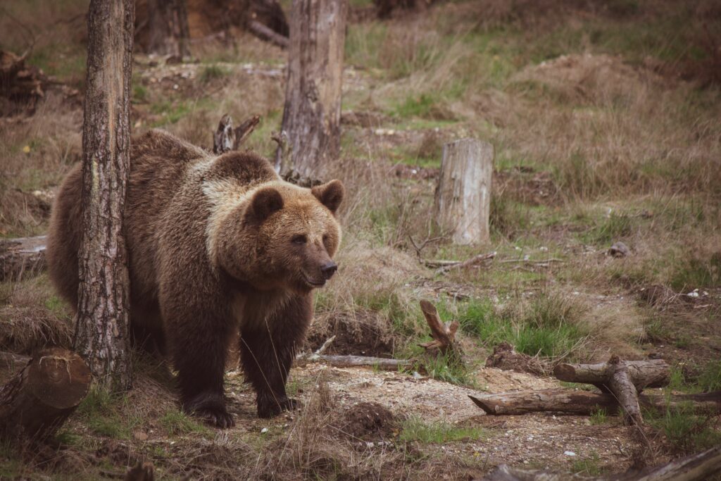 Urs, văzut într-o comună din Alba. Jandarmii intervin pentru a goni animalul