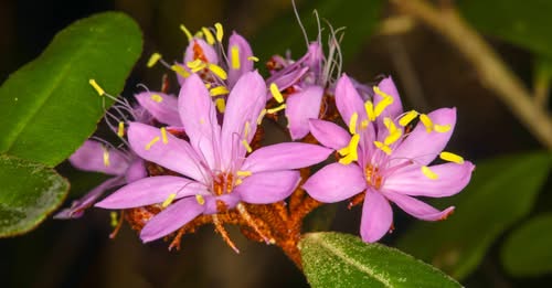 O nouă specie de plantă a fost descoperită în Australia și este deja în pericol de dispariție