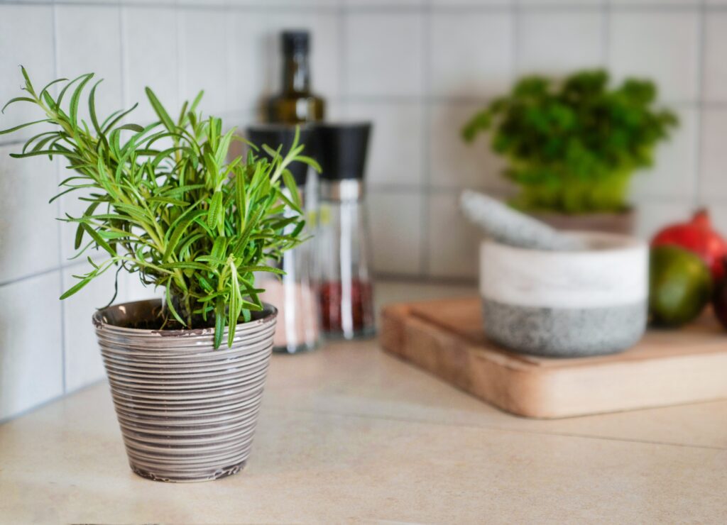 Opt plante aromatice care cresc ușor în grădină sau pe balcon
