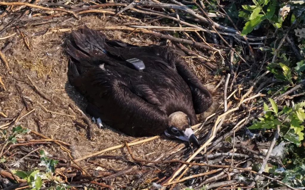 Moment istoric în Balcani. Primii pui de vultur negru din ultimii 30 de ani, echipați cu GPS