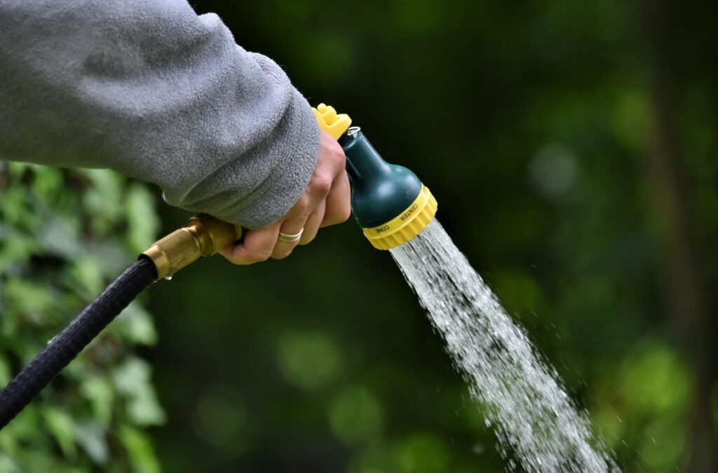 Cinci plante care au nevoie de mai multă apă pe timp de caniculă