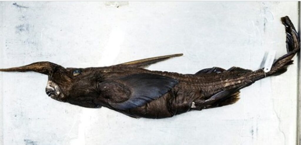 Descoperire spectaculoasă în Costa Rica. O nouă specie de rechin-fantomă, identificată în Pacific