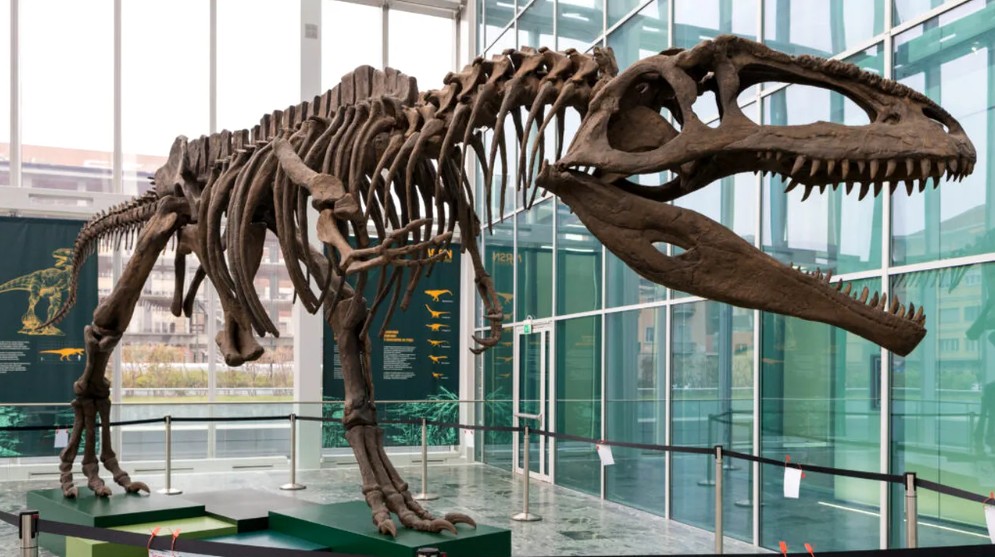 Un schelet de Tyrannosaurus rex a doborât toate recordurile la licitație. Cu cât s-a vândut