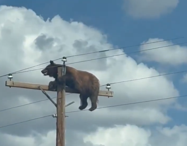Urs negru blocat pe un stâlp de electricitate în SUA. Animalul a murit electrocutat înainte să poată fi salvat