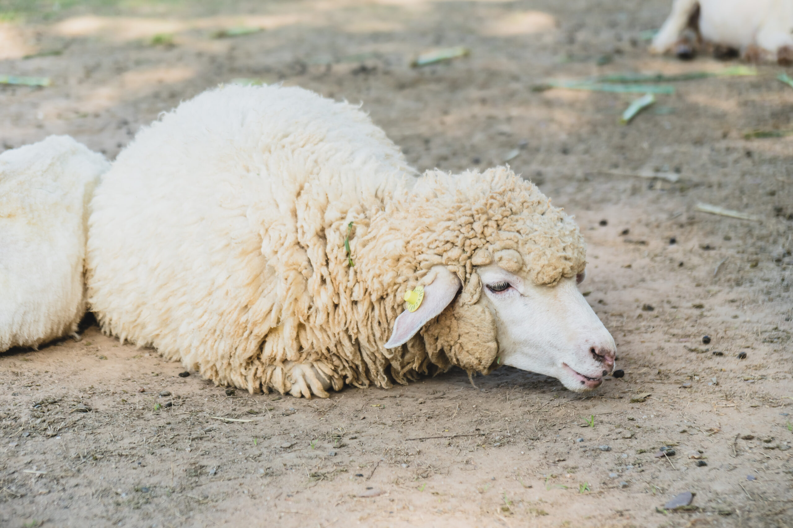 Botoșani: Canicula extremă afectează fermele de animale