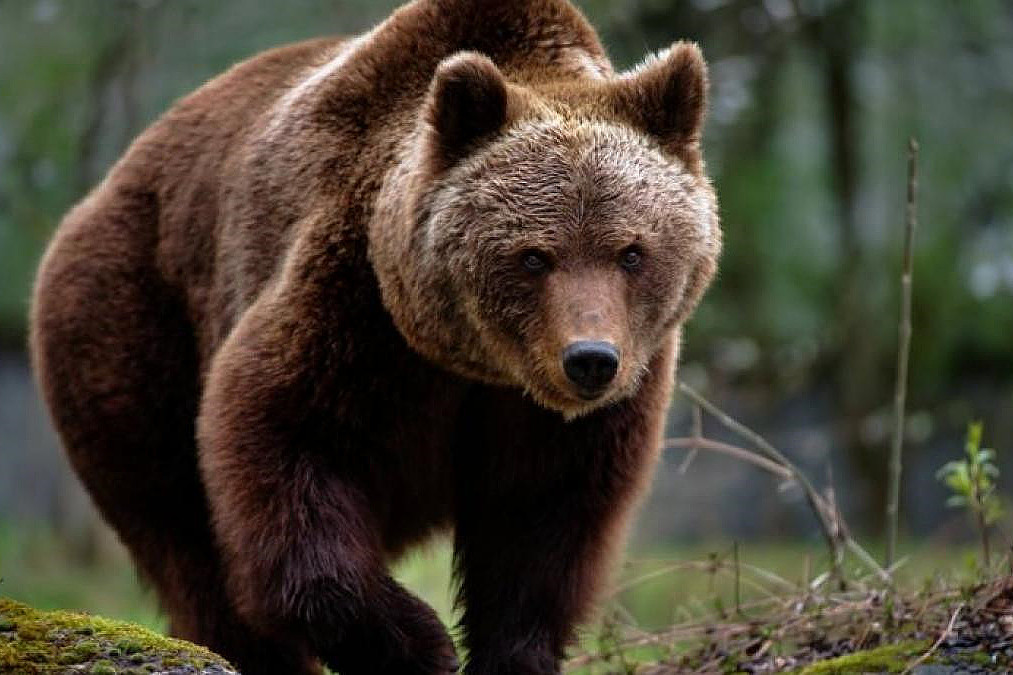 O ursoaică a fost capturată și eutanasiată în Poiana Brașov