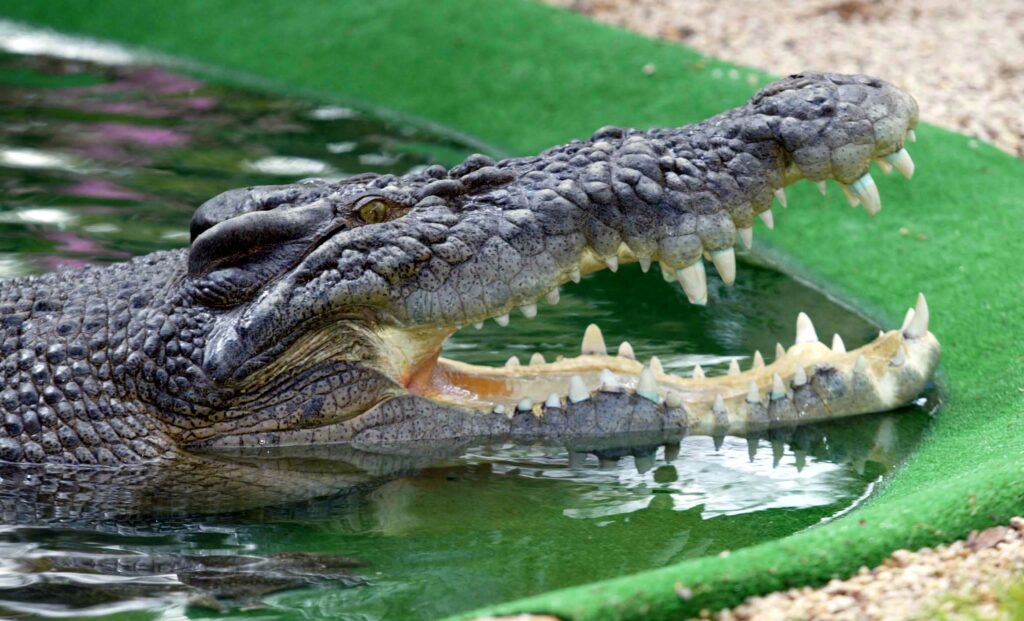 Tribunalul suspendă transferul crocodililor la închisoarea Ketziot