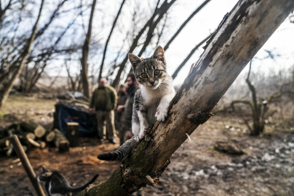O pisică sălbatică a pus în pericol o specie rară din Noua Zeelandă. Cum s-a încheiat urmărirea care a durat trei ani