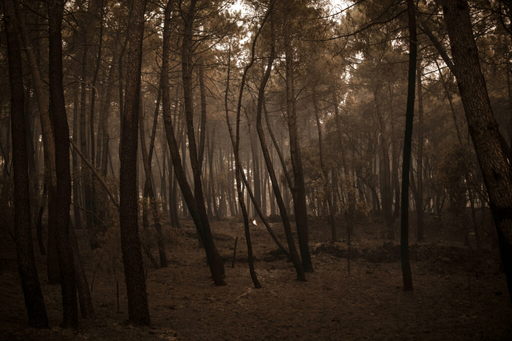 Paradox în natură: Un gândac este atras de incendiile de pădure. De ce este important pentru știință