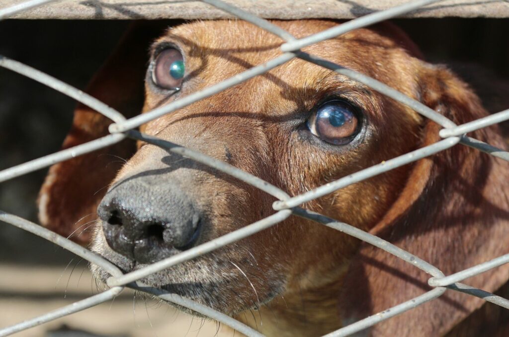 Autoritățile din Coreea de Nord le recomandă oamenilor să mănânce supă din carne de câine pentru a face față caniculei