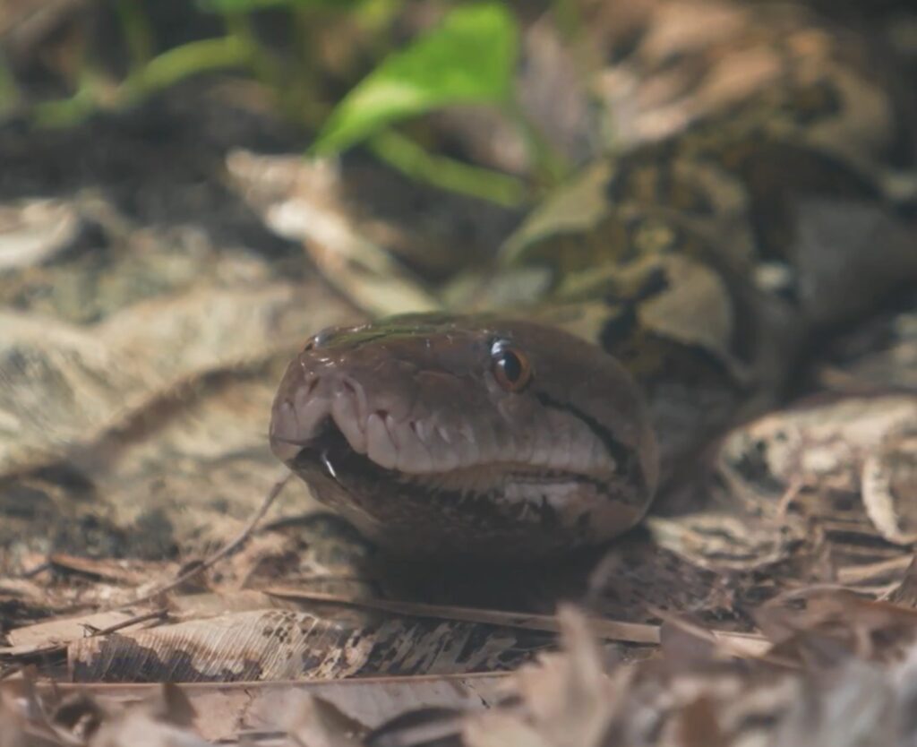 Premieră mondială la o grădină zoologică. Un șarpe a fost tratat de cancer ca un pacient uman