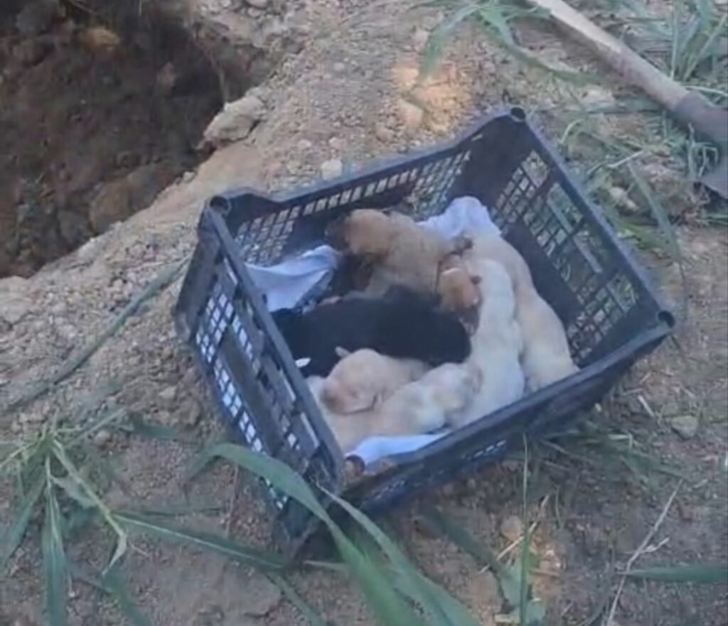Final fericit pentru o "familie" de câini: opt animale au fost salvate de sub un mal de pământ