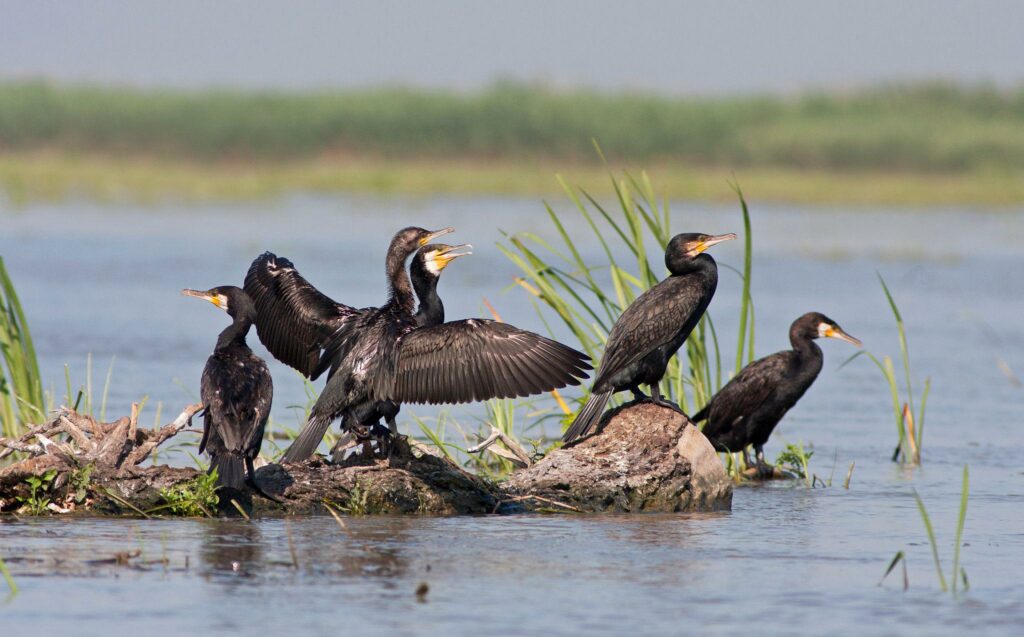 Urșii, ciorile și cormoranii dau bătăi de cap fermierilor. România cere UE să relaxeze regulile pentru speciile protejate