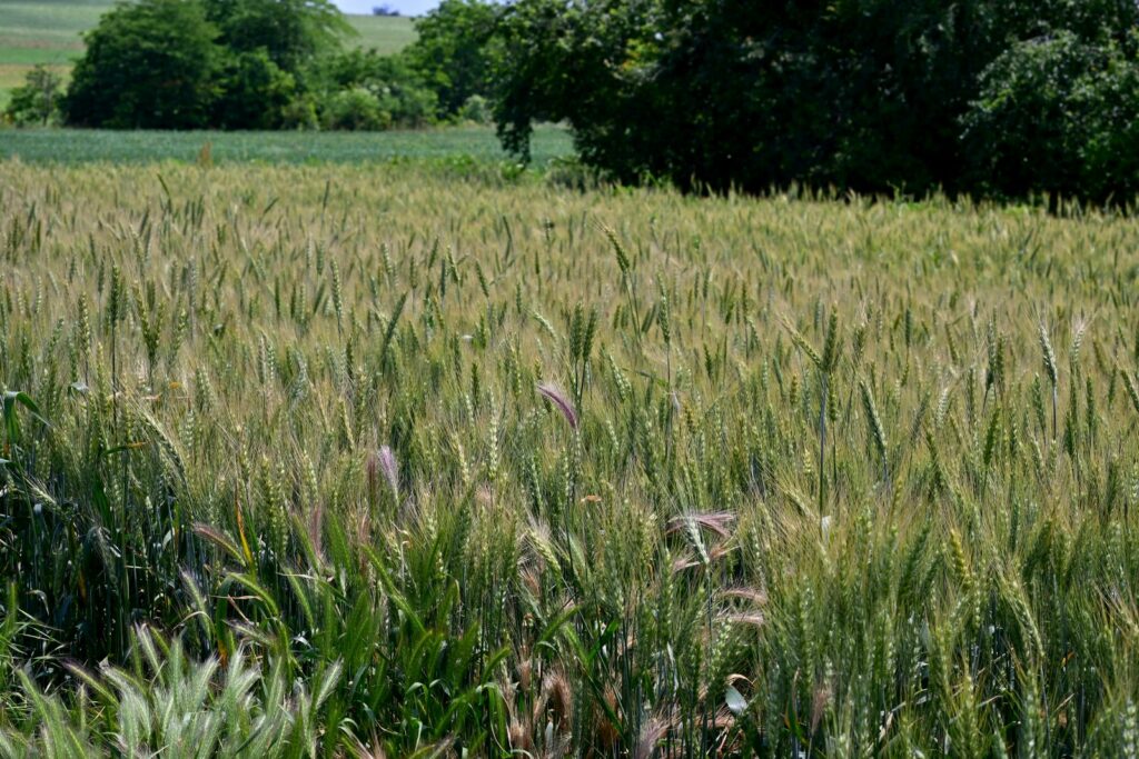 Valul de căldură reduce recoltele în Europa și amenință prețurile alimentelor. Ce avantaj are România