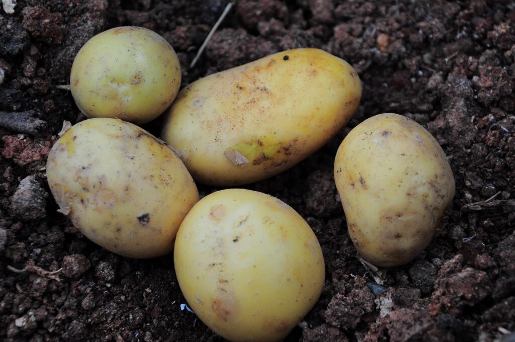 Guvernul va oferi până la 300 euro/ha pentru susținerea producției de cartofi. Cine poate beneficia de acești bani