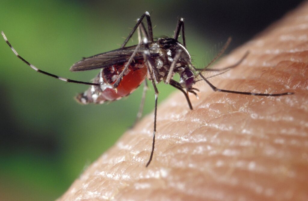 Tot mai multe cazuri de West Nile în Europa. România se numără printre țările afectate