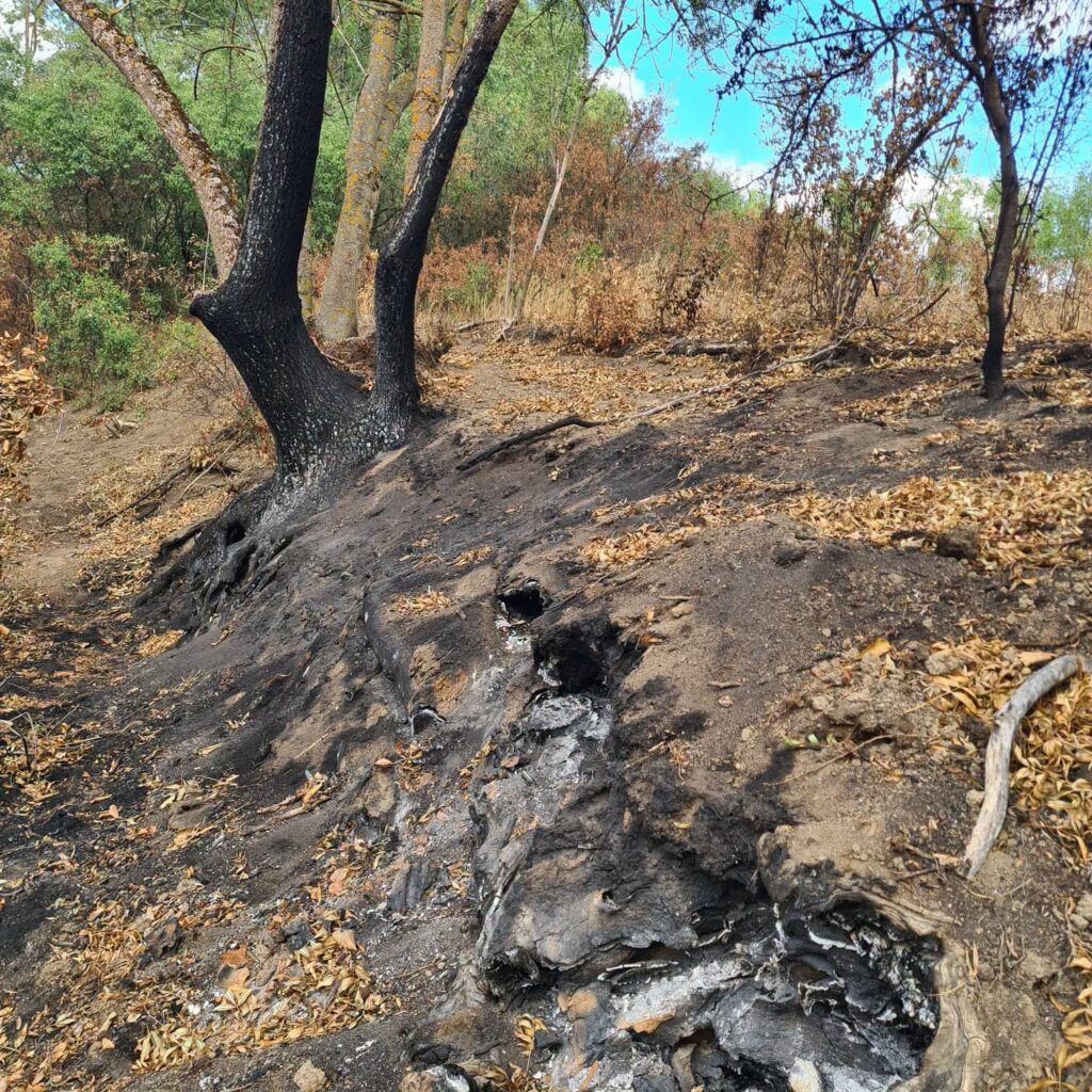 Un voluntar care participa la operațiunea de stingere a unor incendii de pădure, filmat în timp dădea foc vegetației