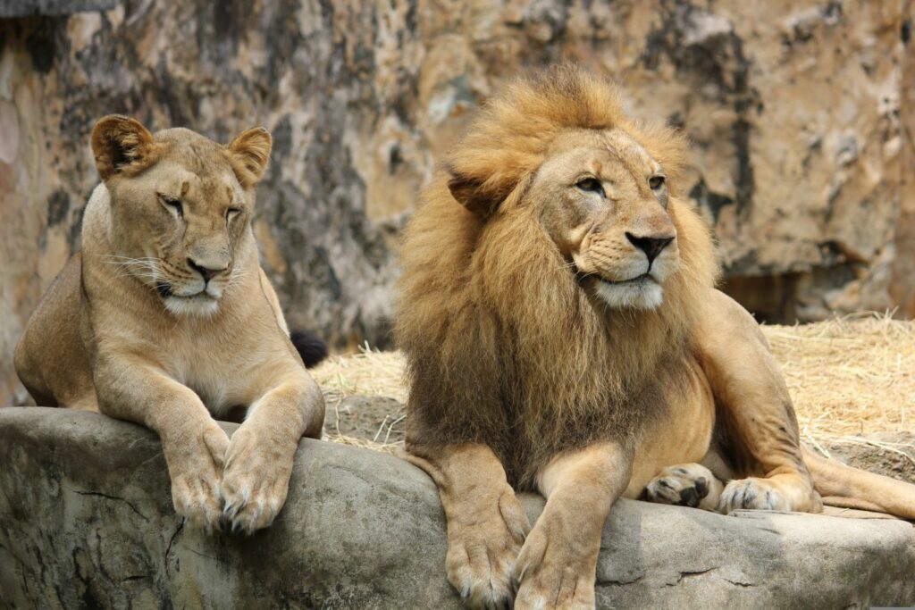 Temperaturile record din Japonia lovesc și animalele: trei lei au murit la o grădină zoologică