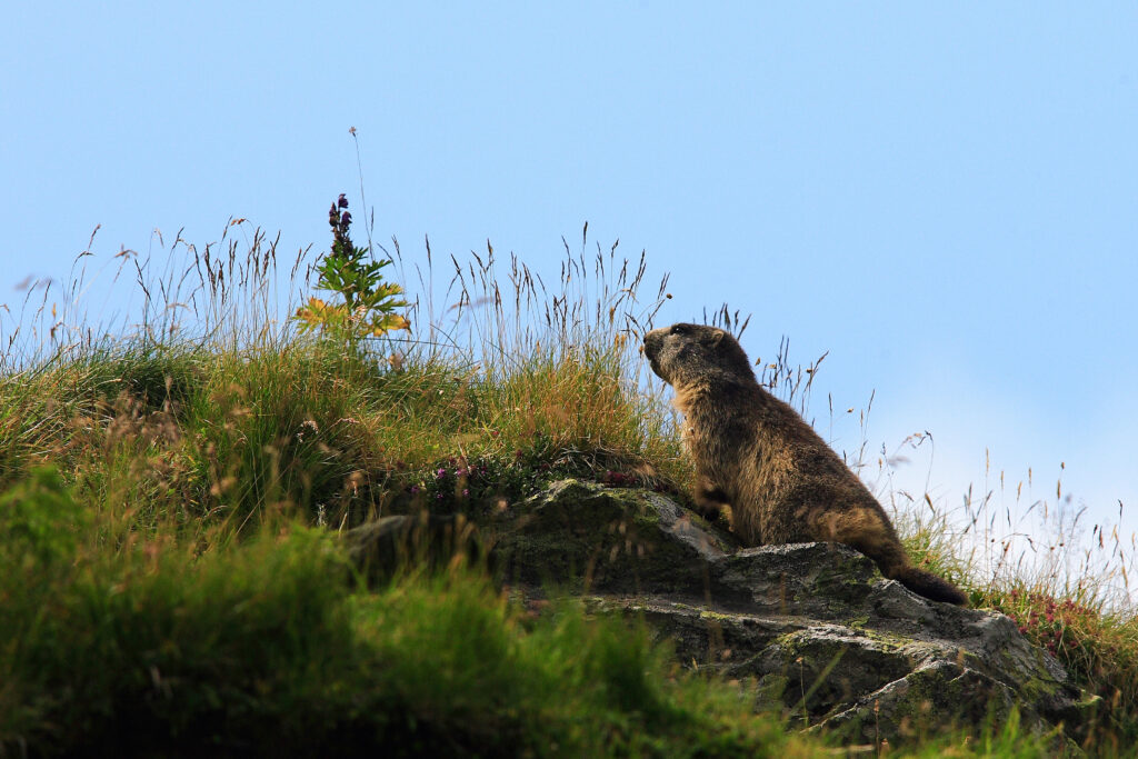 Apel pentru interzicerea vânătorii marmotelor în Franța