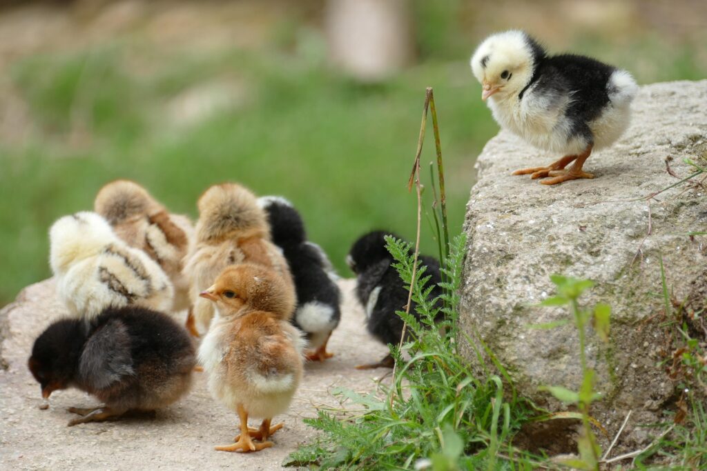 Ce trebuie să faci pentru a-ți proteja animalele pe timp de caniculă. Măsurile sunt obligatorii