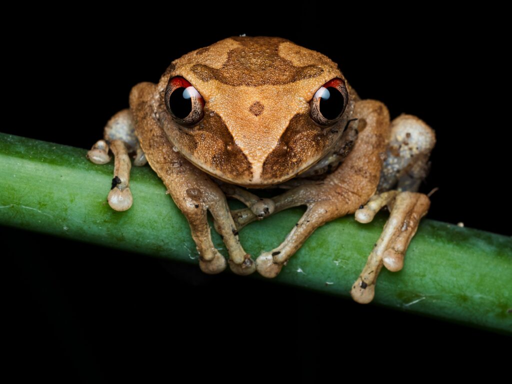 O specie de "broscuță de cafea", descoperită în Costa Rica