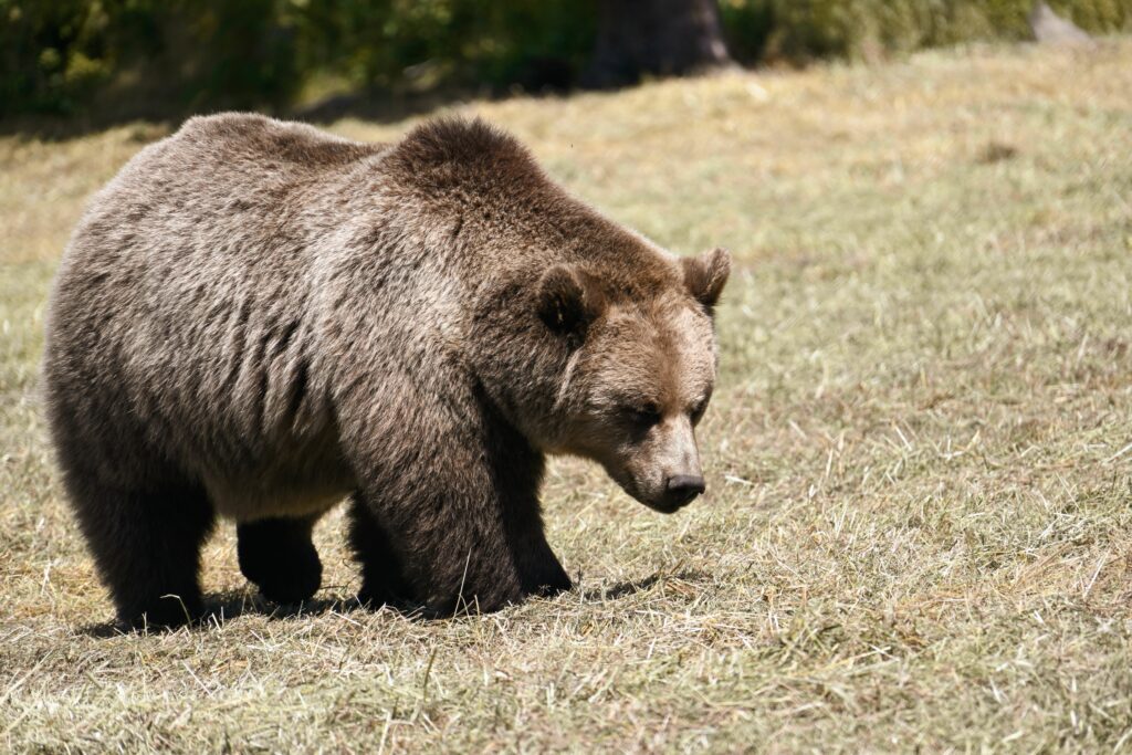 Urs semnalat în Miercurea Ciuc, în zona Ciba. Autoritățile au emis mesaj RO-Alert