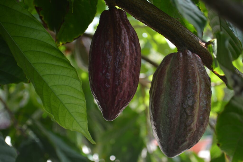 Cultivatorii de cacao din Ghana riscă până la 20 de ani de închisoare dacă încalcă o nouă lege