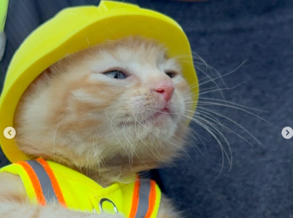 O pisicuță blocată într-un excavator a devenit „colega” muncitorilor care i-au salvat viața