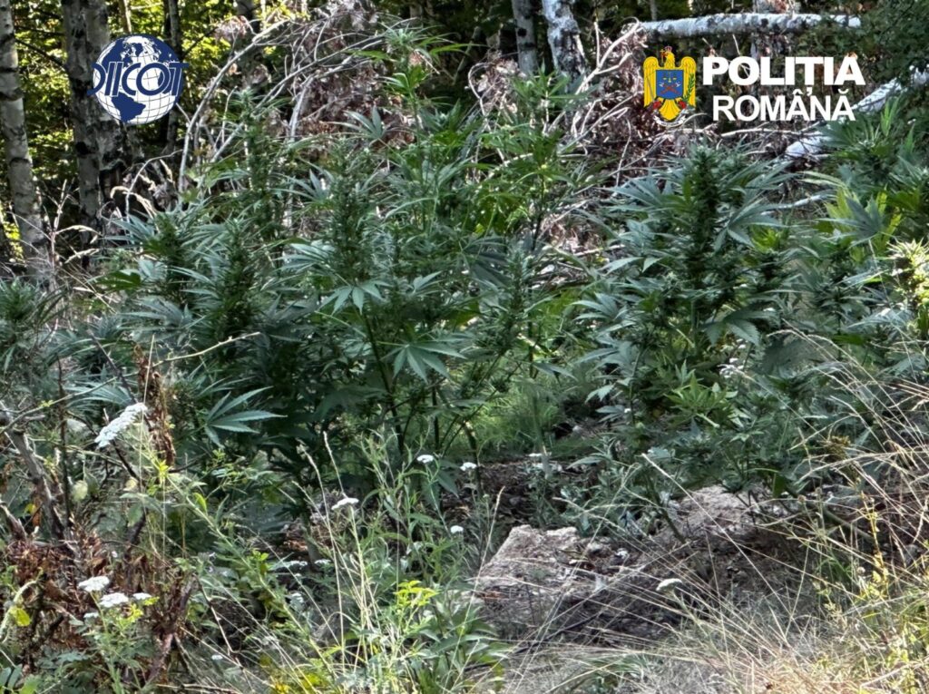 Canabis cultivat în mijlocul unei păduri de mesteceni, în Covasna. Un bărbat a fost arestat