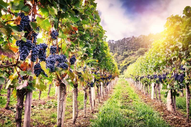 Peste 11 milioane de euro pentru producătorii de vin. Cine poate cere banii din 17 august?