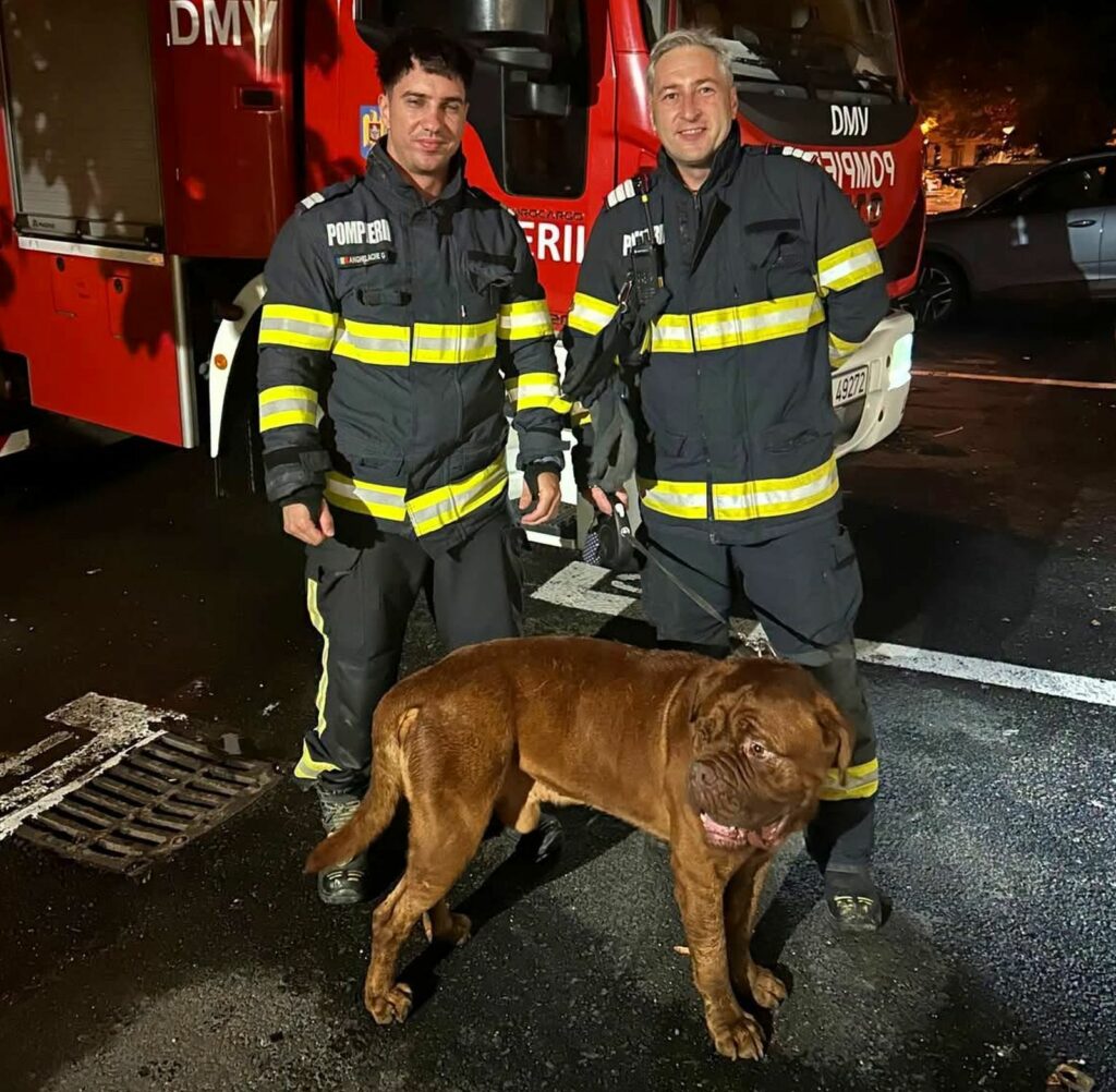 Misiune neobișnuită pentru pompierii din Capitală: Choco, un „cățeluș” de 65 de kilograme, salvat cu autoscara