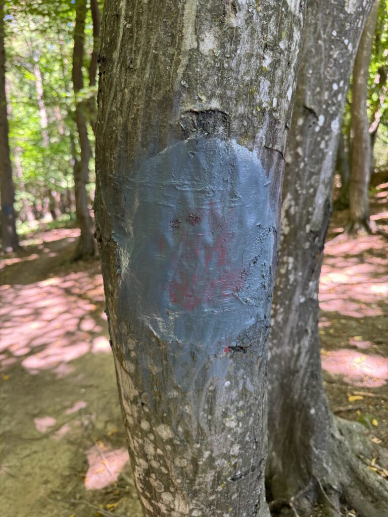Gest revoltător în Cluj: un traseu prin pădure, creat pentru persoanele cu dizabilități, a fost vandalizat