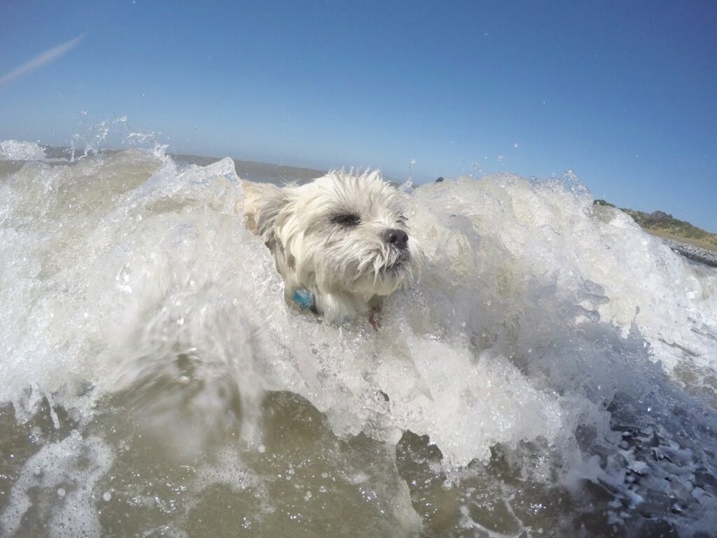 Campionatul Mondial de Surf Canin din California: zeci de câini s-au întrecut pe valuri
