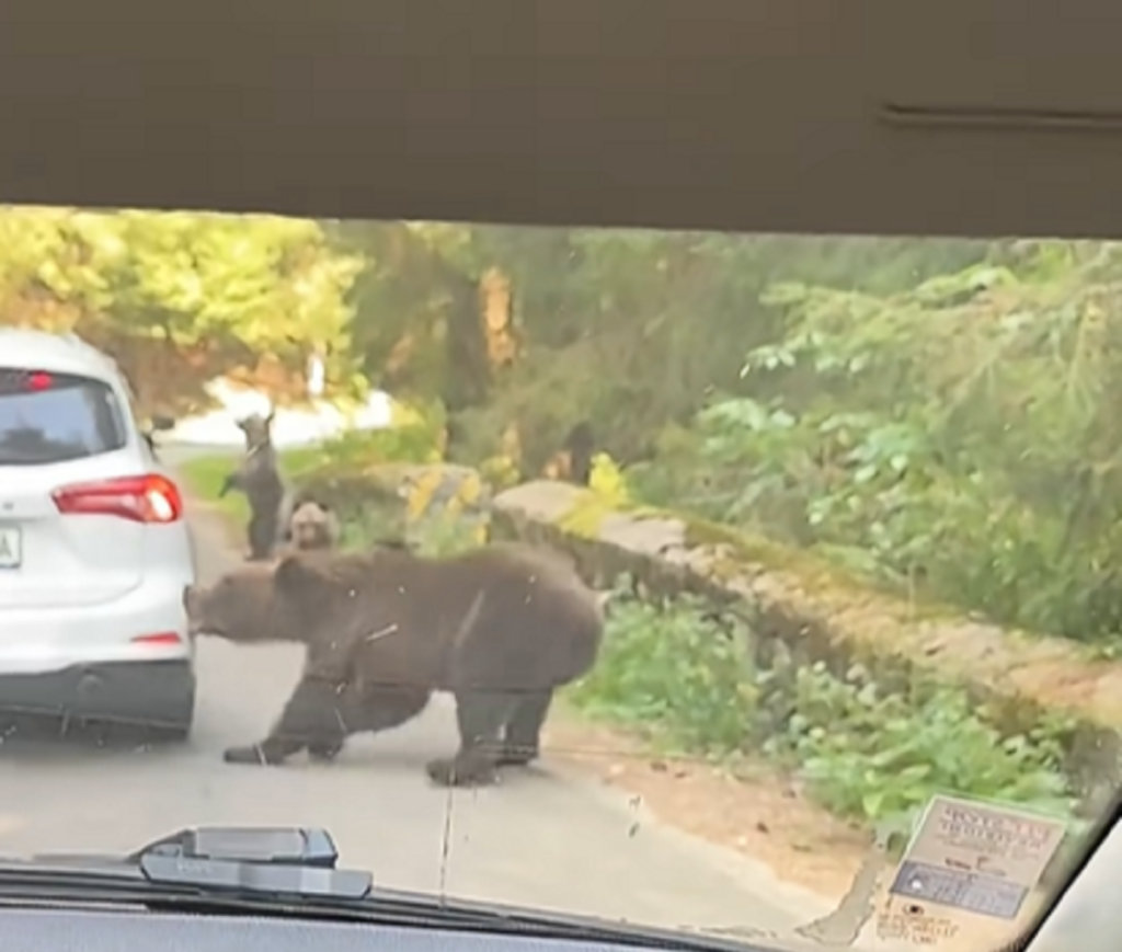 O ursoaică a atacat o mașină pe Transfăgărășan și i-a smuls bara din spate