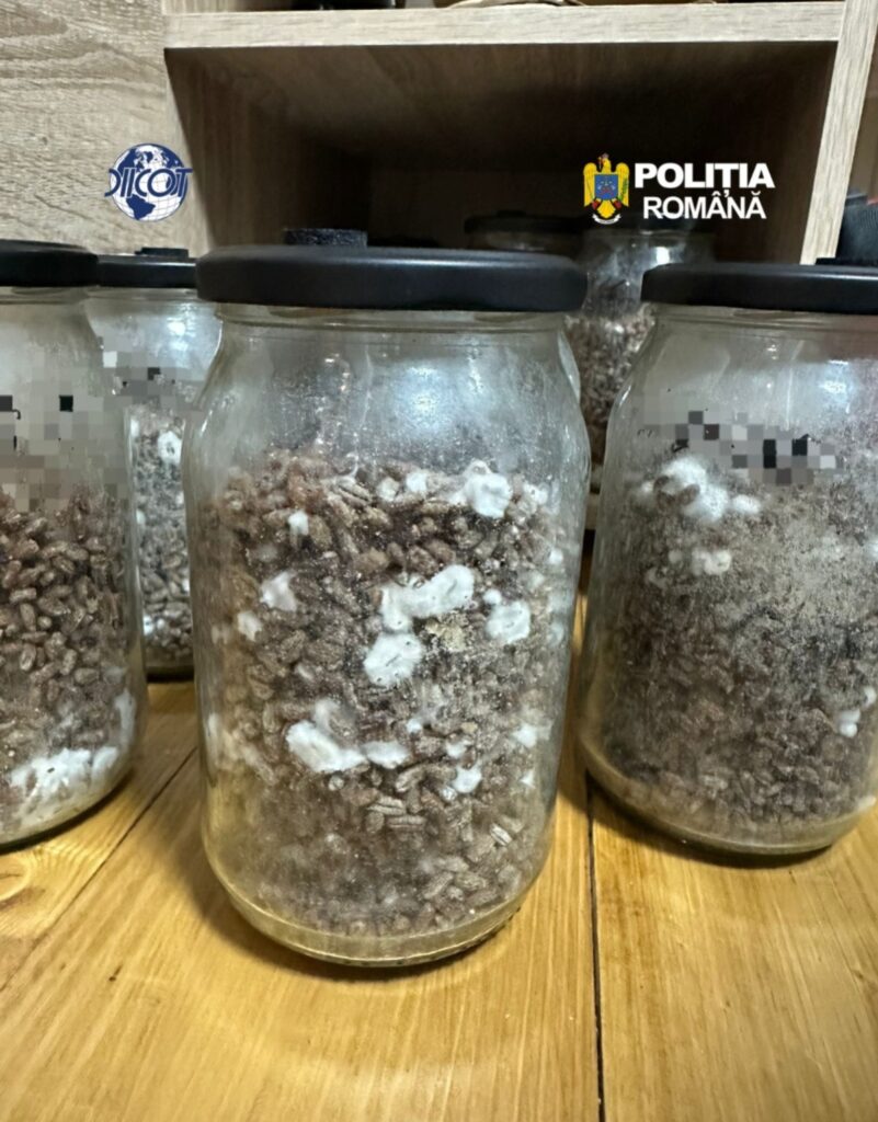 Percheziții la un „Amazon Weekend” în Hunedoara DIICOT a găsit droguri de mare risc pregătite pentru participanții la ritualuri