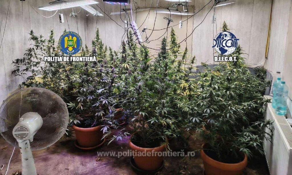 Patru persoane au fost reținute pentru trafic de droguri. Polițiștii au găsit peste 90 de plante de canabis