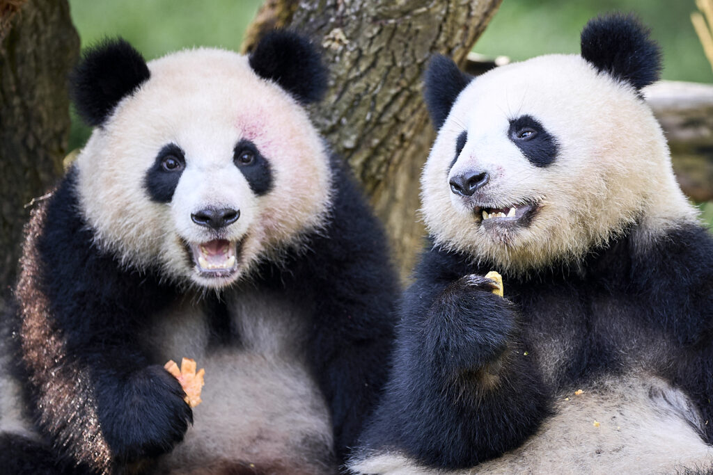 China trimite alți doi urși panda uriași în Statele Unite, într-o nouă manifestare a „diplomației panda”