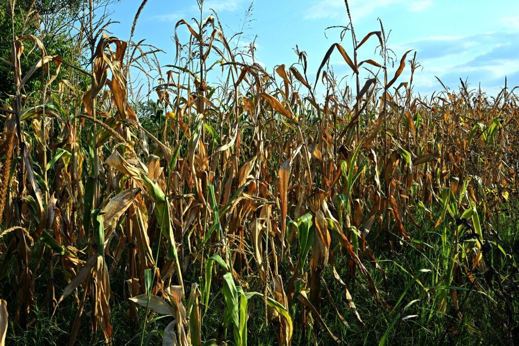 Reuters: Șocurile climatice afectează culturile de porumb din Europa. România și Ungaria, cele mai afectate